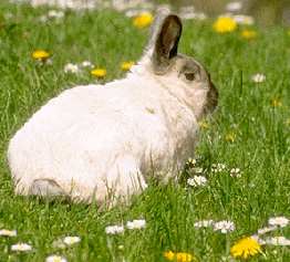 petit lapin
