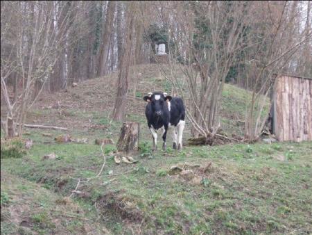 o la vache