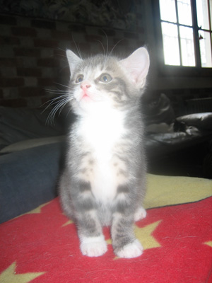 chat