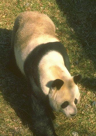 panda ( laura)